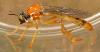 Dioctria rufa